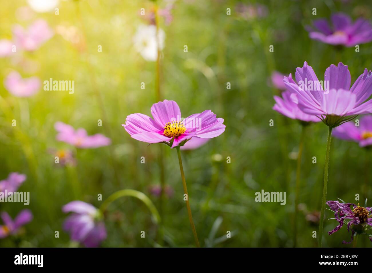 The background image of the colorful flowers, background nature Stock ...