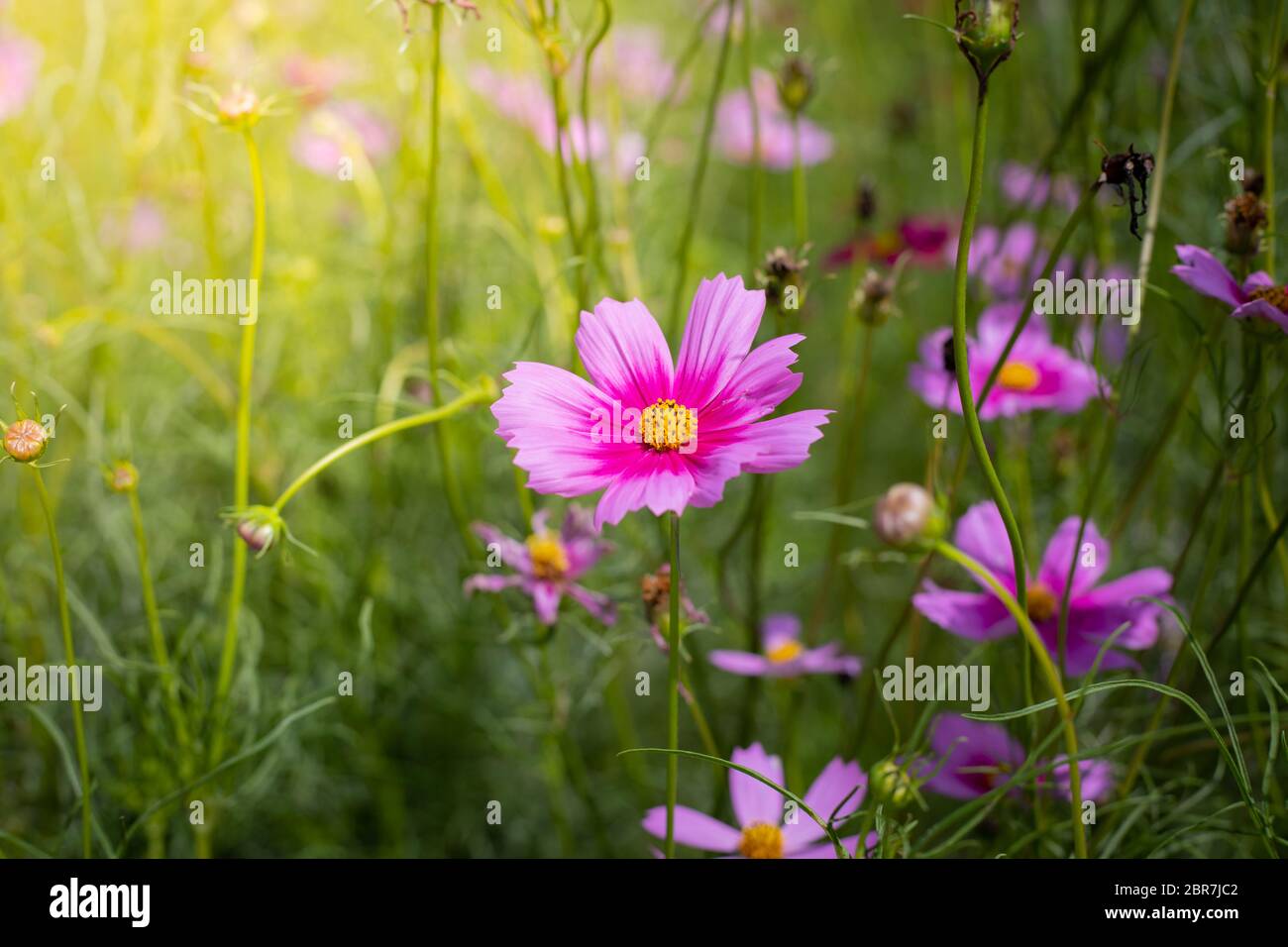 The background image of the colorful flowers, background nature Stock ...