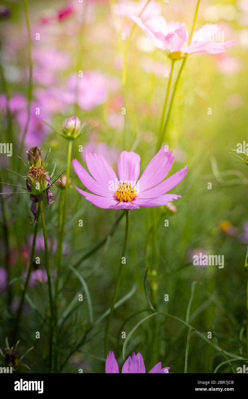 The background image of the colorful flowers, background nature Stock ...