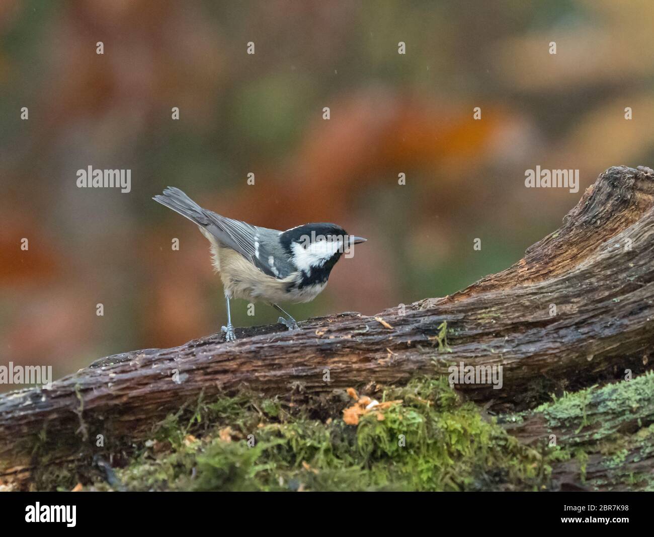 Small countryside and garden bird Coal Tit on log in English woodland. Stock Photo