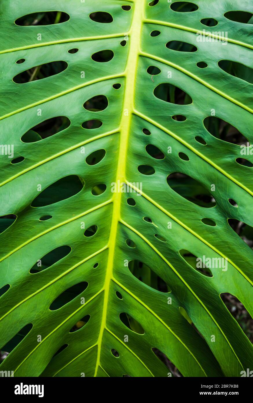 Monstera closeup hires stock photography and images Alamy