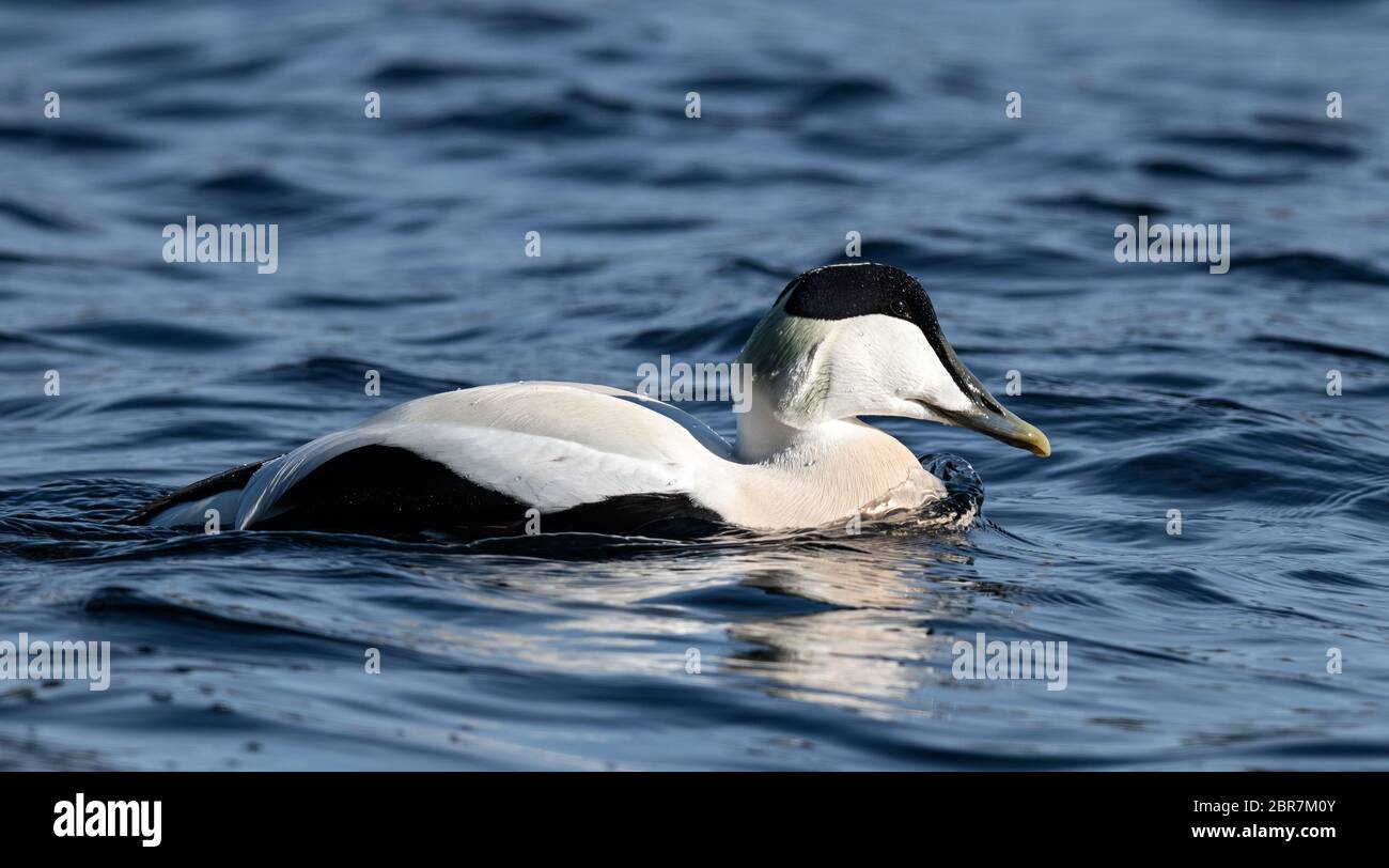 The common eider (Somateria mollissima), also called St. Cuthbert's duck or Cuddy's duck. Male. Stock Photo