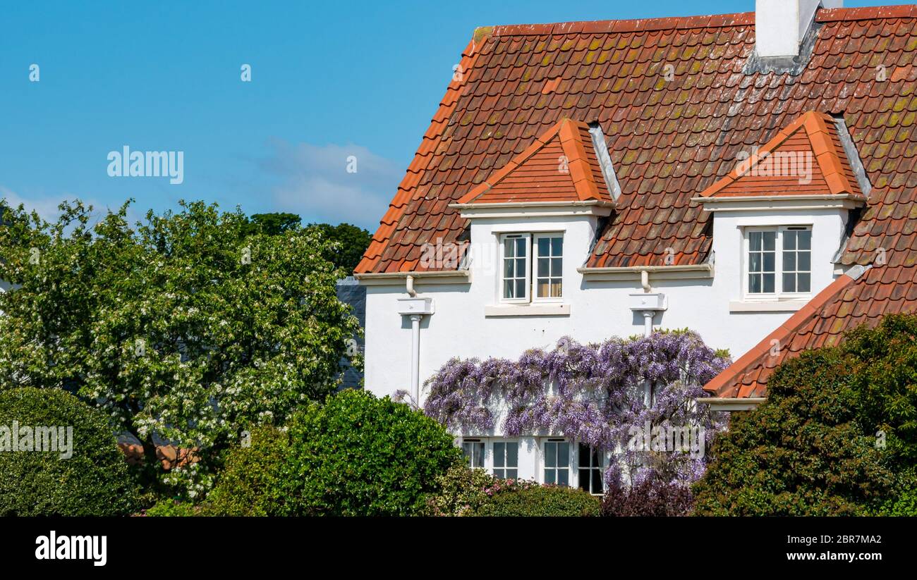 House with pantile roof and wisteria climbing plant in bloom, Gullane, East Lothian, Scotland, UK Stock Photo