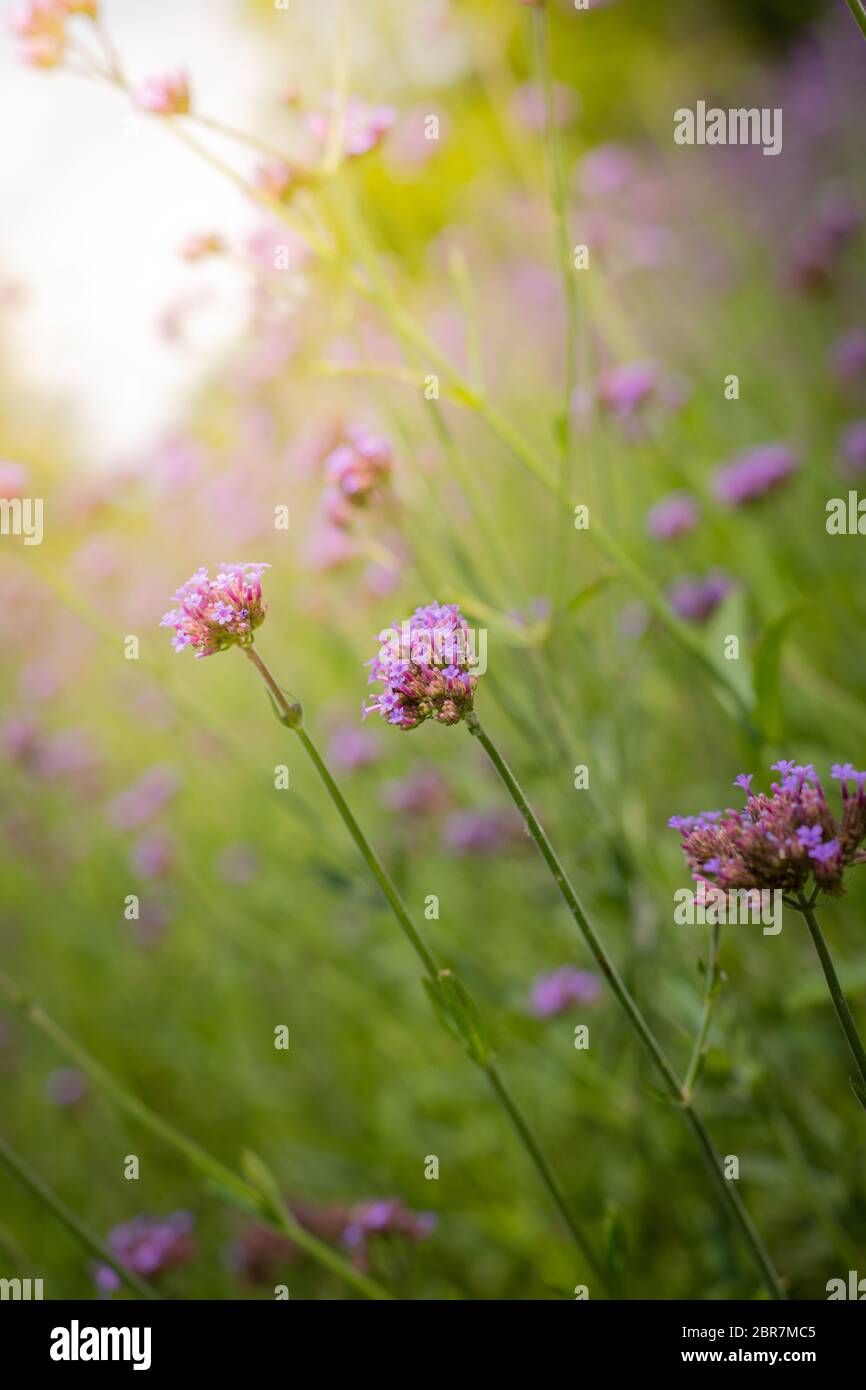 The background image of the colorful flowers, background nature Stock ...