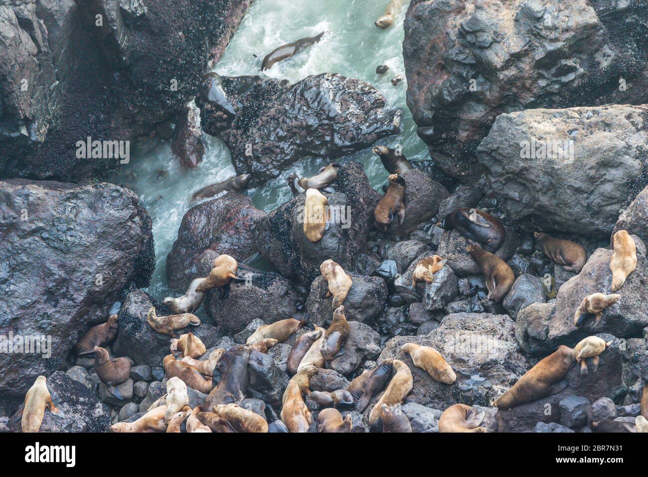 a lot of sea lion on in sea lion cave, Oregon coast,OR,usa. Stock Photo