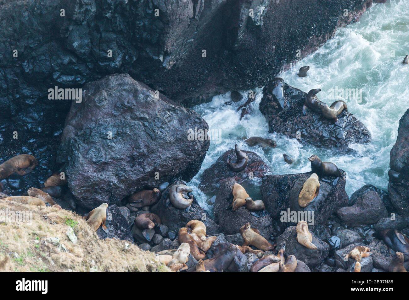 a lot of sea lion on in sea lion cave, Oregon coast,OR,usa. Stock Photo