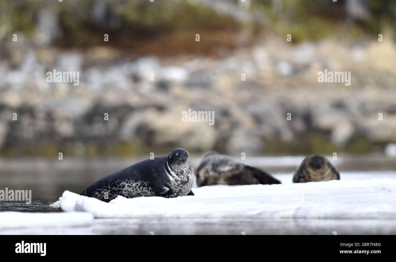 Seal resting on an ice floe. Ringed seal (Pusa hispida or Phoca hispida), also known as the jar seal, as netsik or nattiq by the Inuit, is an earless Stock Photo