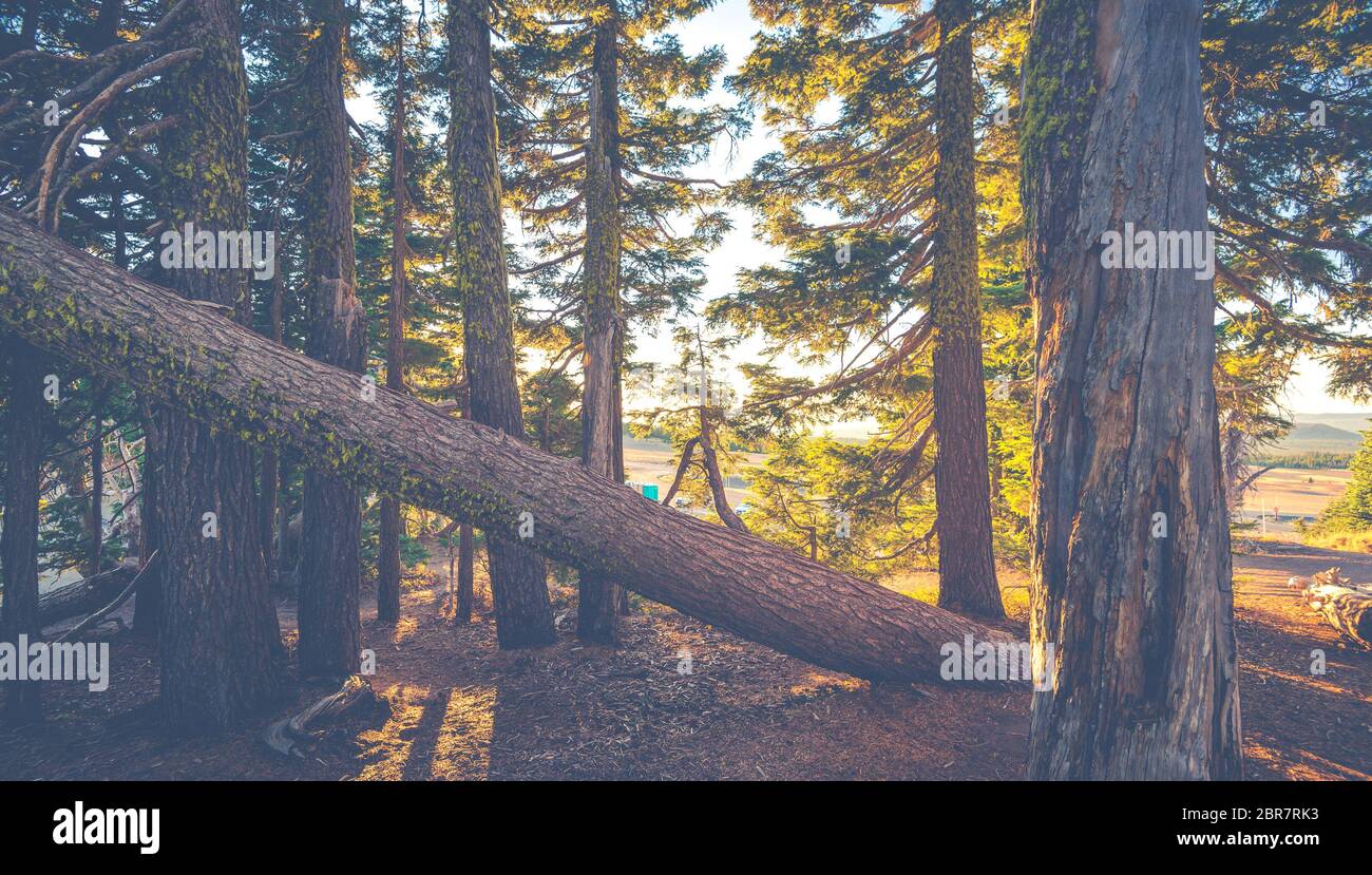 Oak tree snow sunset hi-res stock photography and images - Alamy