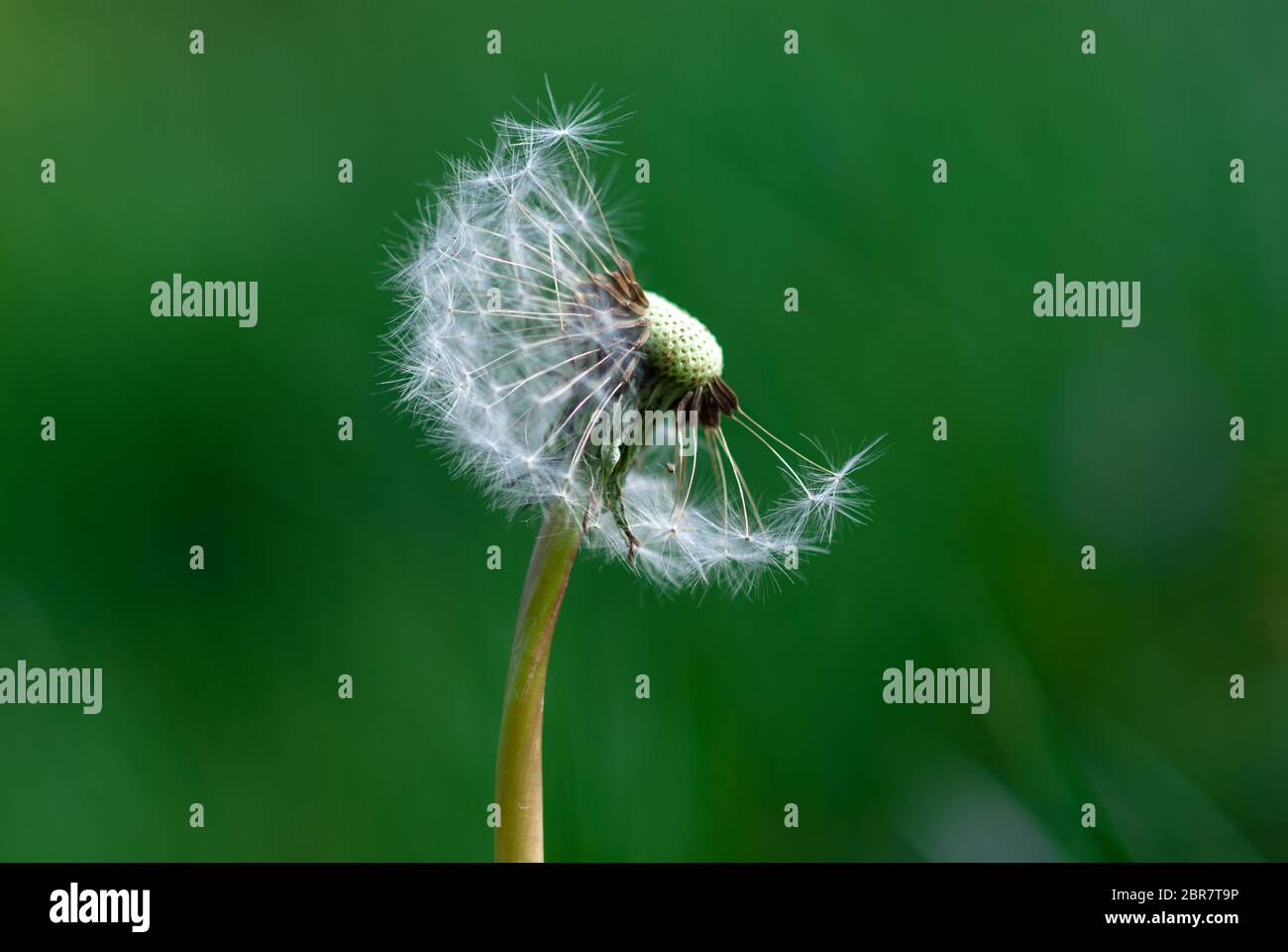 half bald dandelion blowball on green grass background Stock Photo
