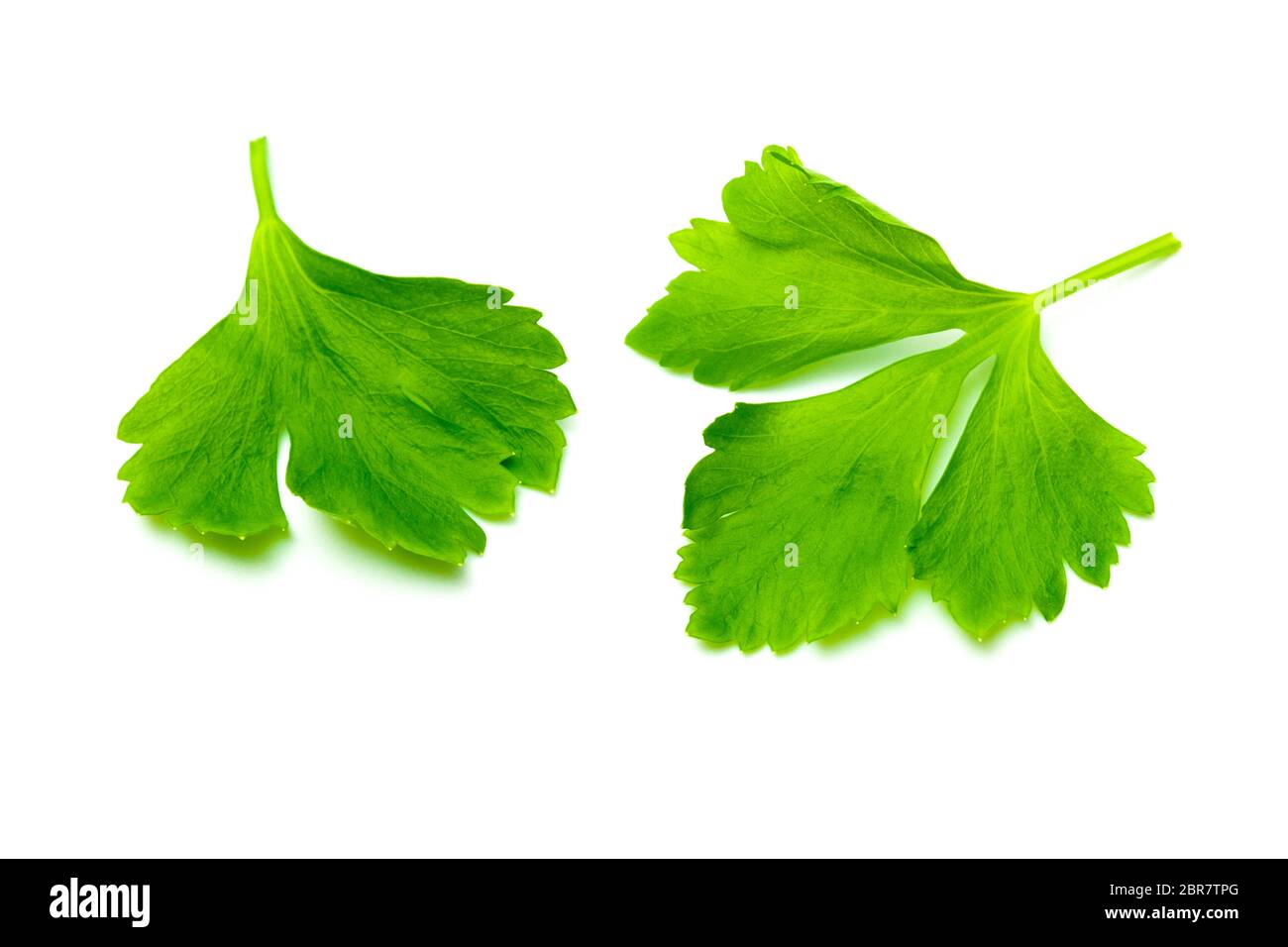 Green Celery leaves isolated on white background. Top view and close up of Celery leaves Stock