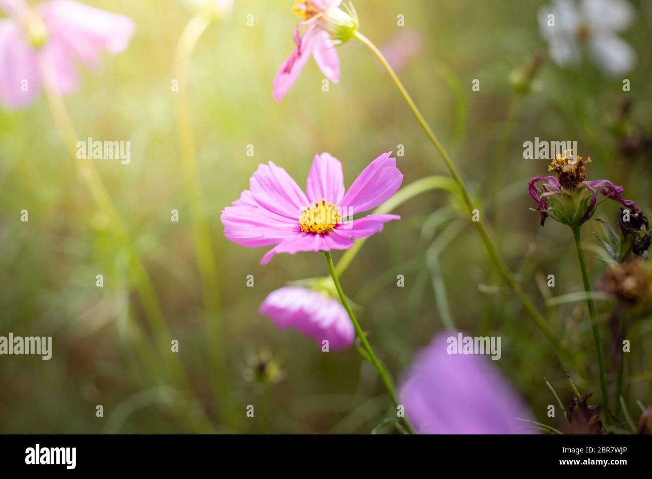 The background image of the colorful flowers, background nature Stock ...