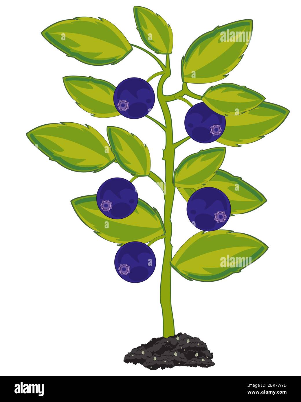 Vector illustration of the bush with ripe berry whortleberry Stock