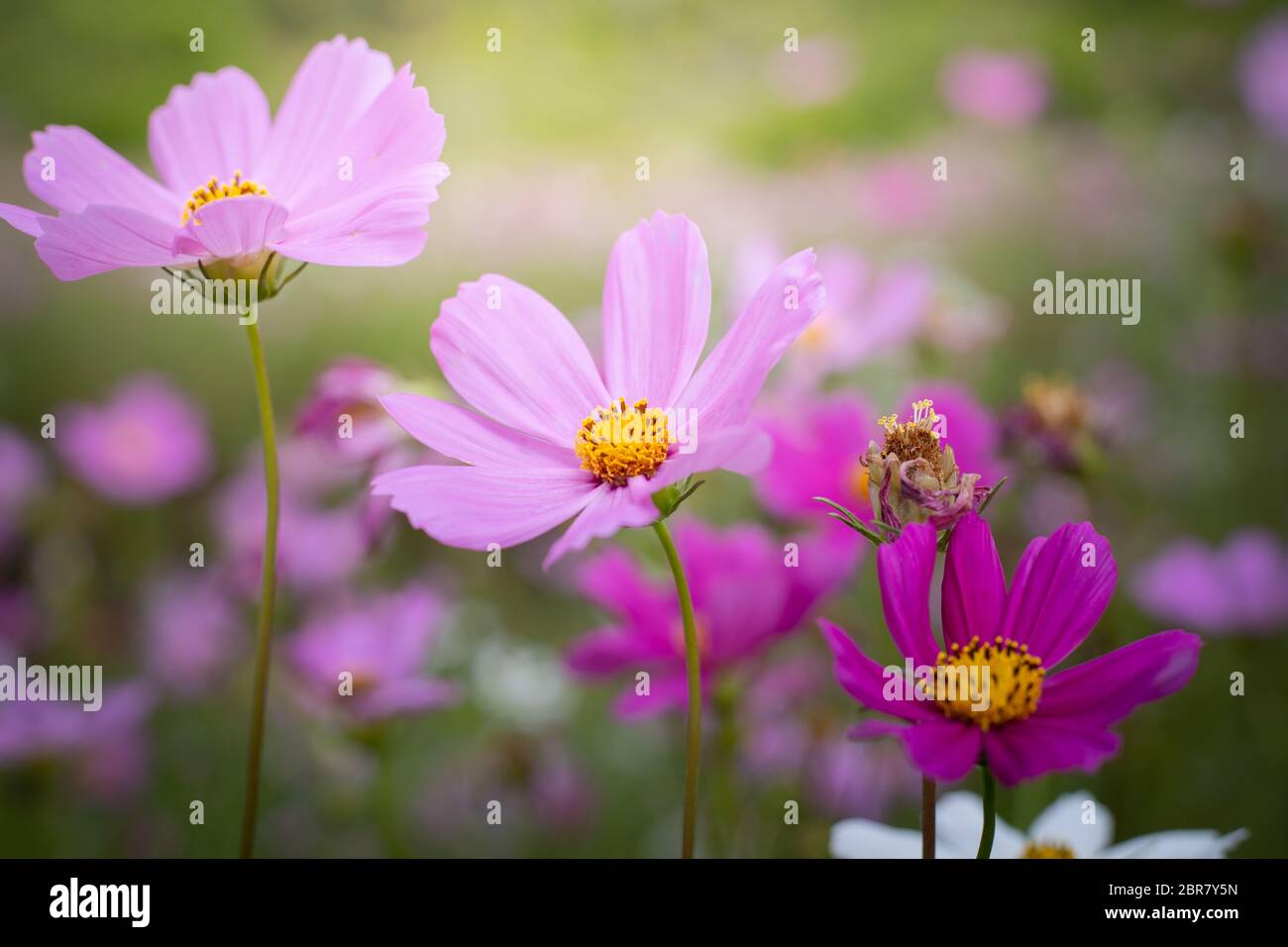 The background image of the colorful flowers, background nature Stock ...