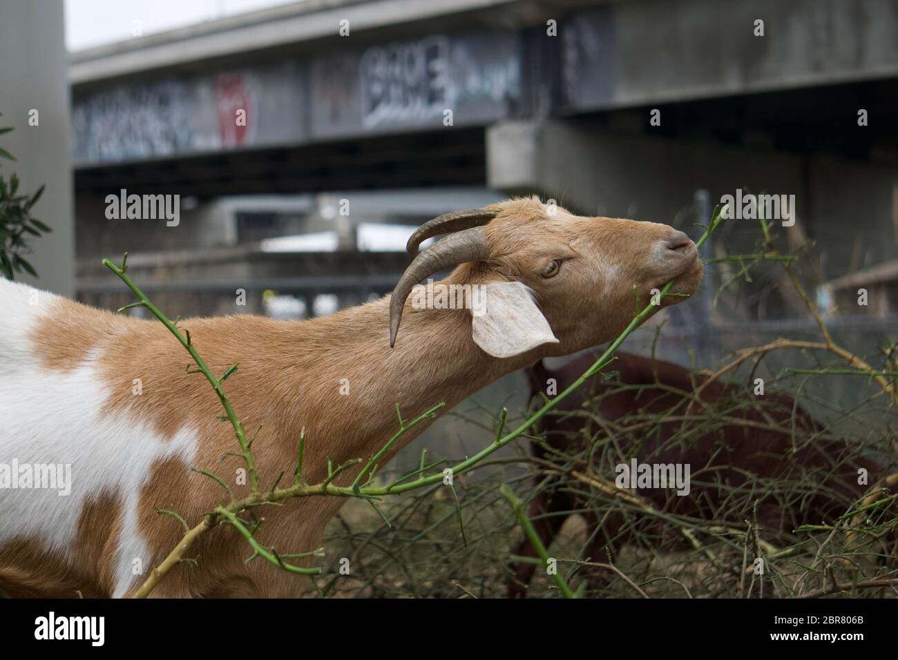 Rented brown goat with bear hired to graze and remove weeds for sustainable land management and fire risk reduction under highways. Oakland, California Stock Photo