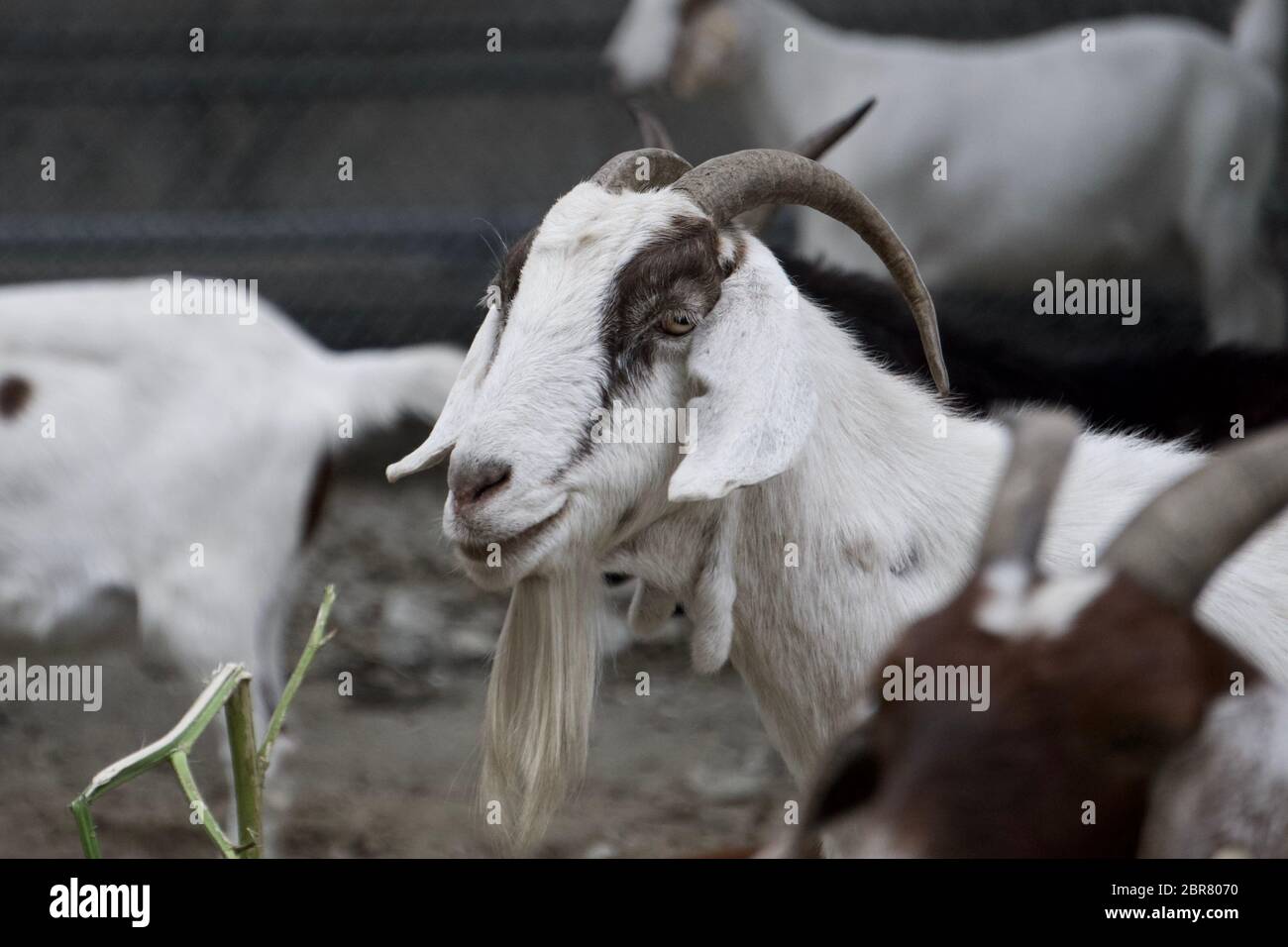 Rented goat with beard hired to graze and remove weeds for sustainable land management and fire risk reduction in the city. Oakland, California Stock Photo