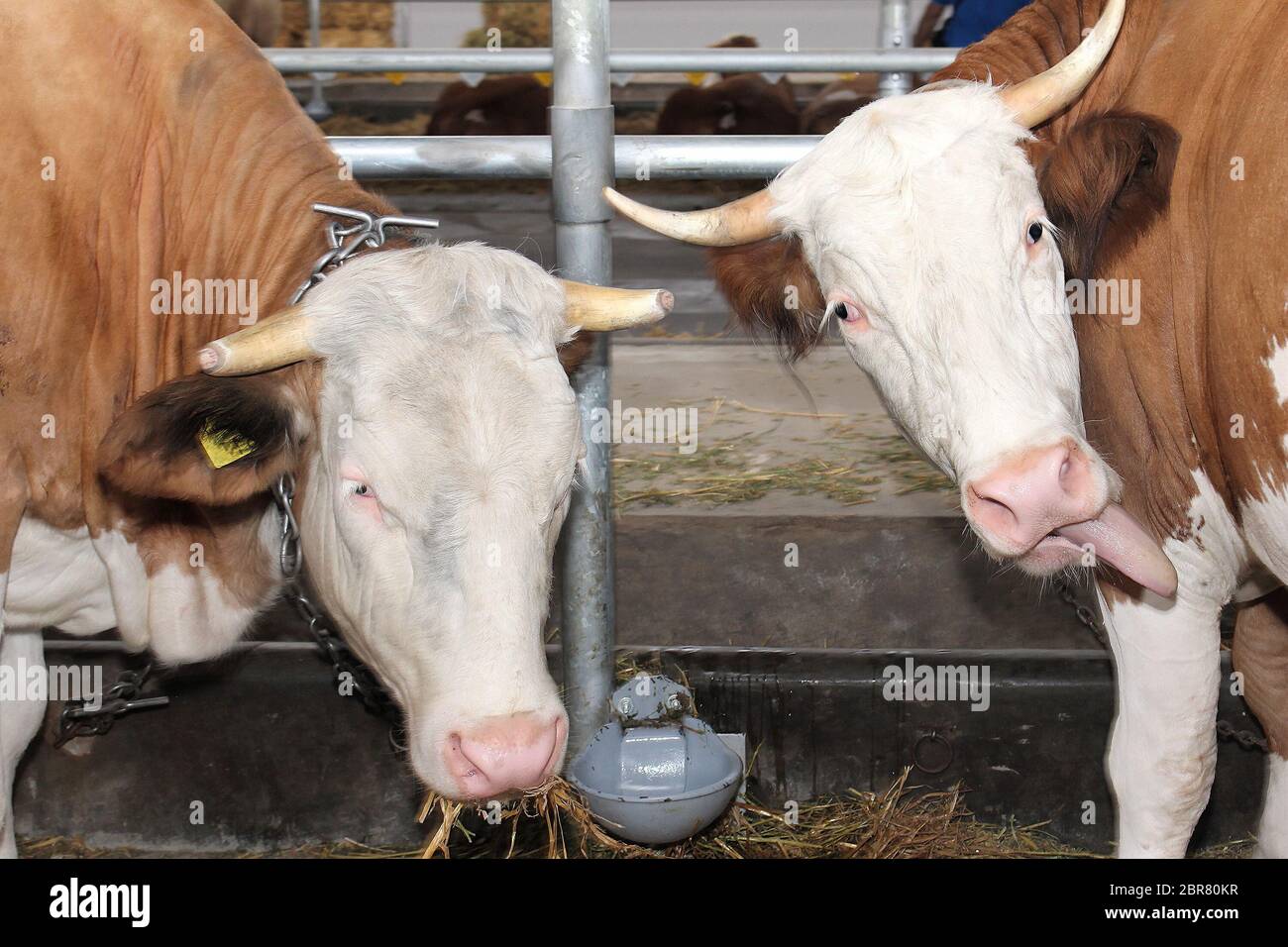 Two cows inside agricultural farm with one sticking out the tongue ...
