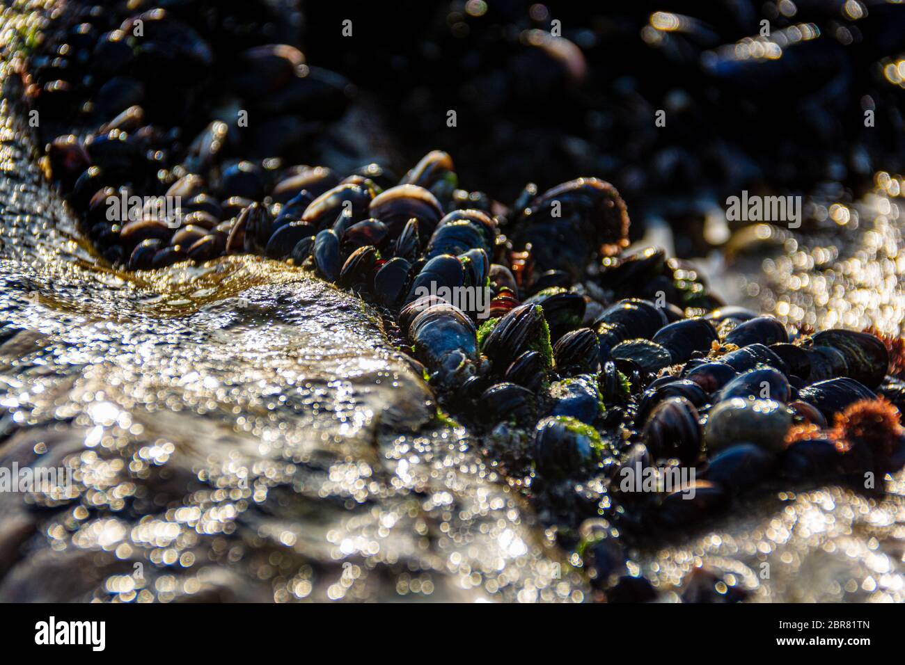 Crossword Clue Edible Bivalve Mollusc at Amy James blog