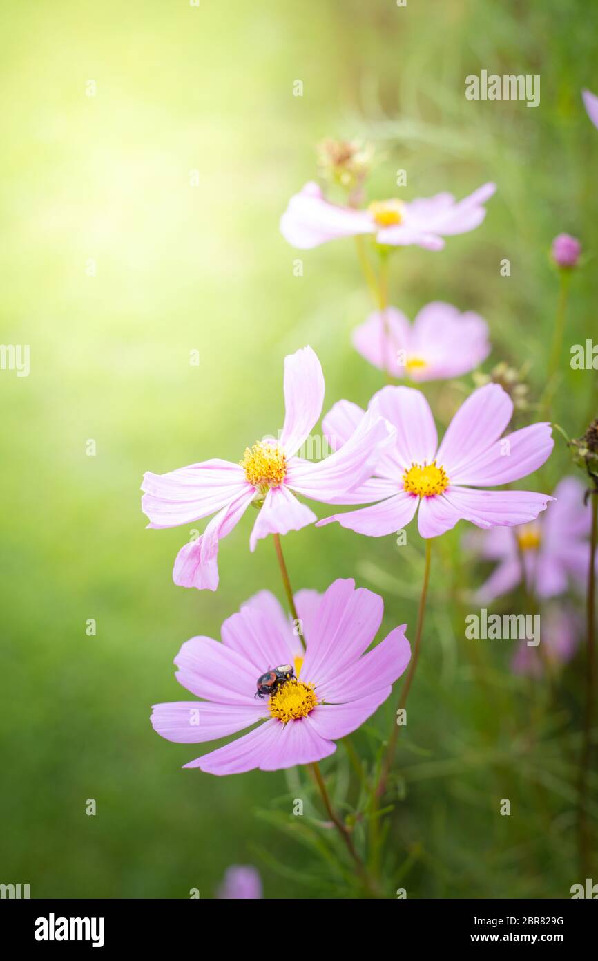 The background image of the colorful flowers, background nature Stock ...