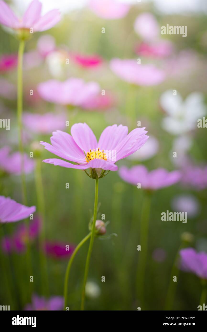 The background image of the colorful flowers, background nature Stock ...