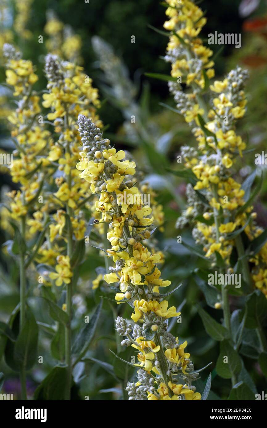 Pracht- Königskerze (Verbascum speciosum), Syn. Verbascum coeruleum, Verbascum hyoserifolium, Verbascum hyoseridifolium, Verbascum integrifolium, Verb Stock Photo