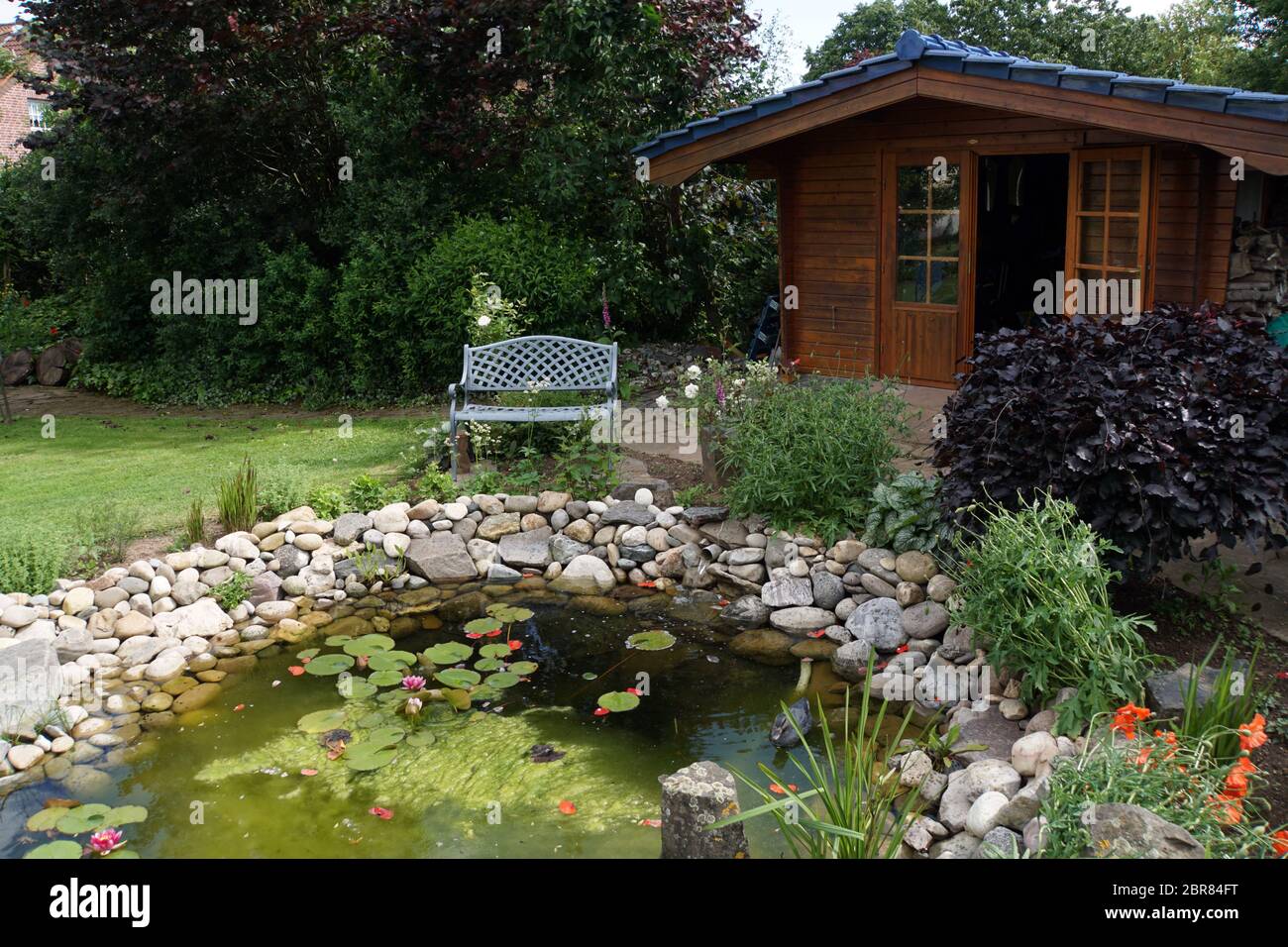 Fadenalge oder Sternalge (Zygnema) im Gartenteich Stock Photo Alamy