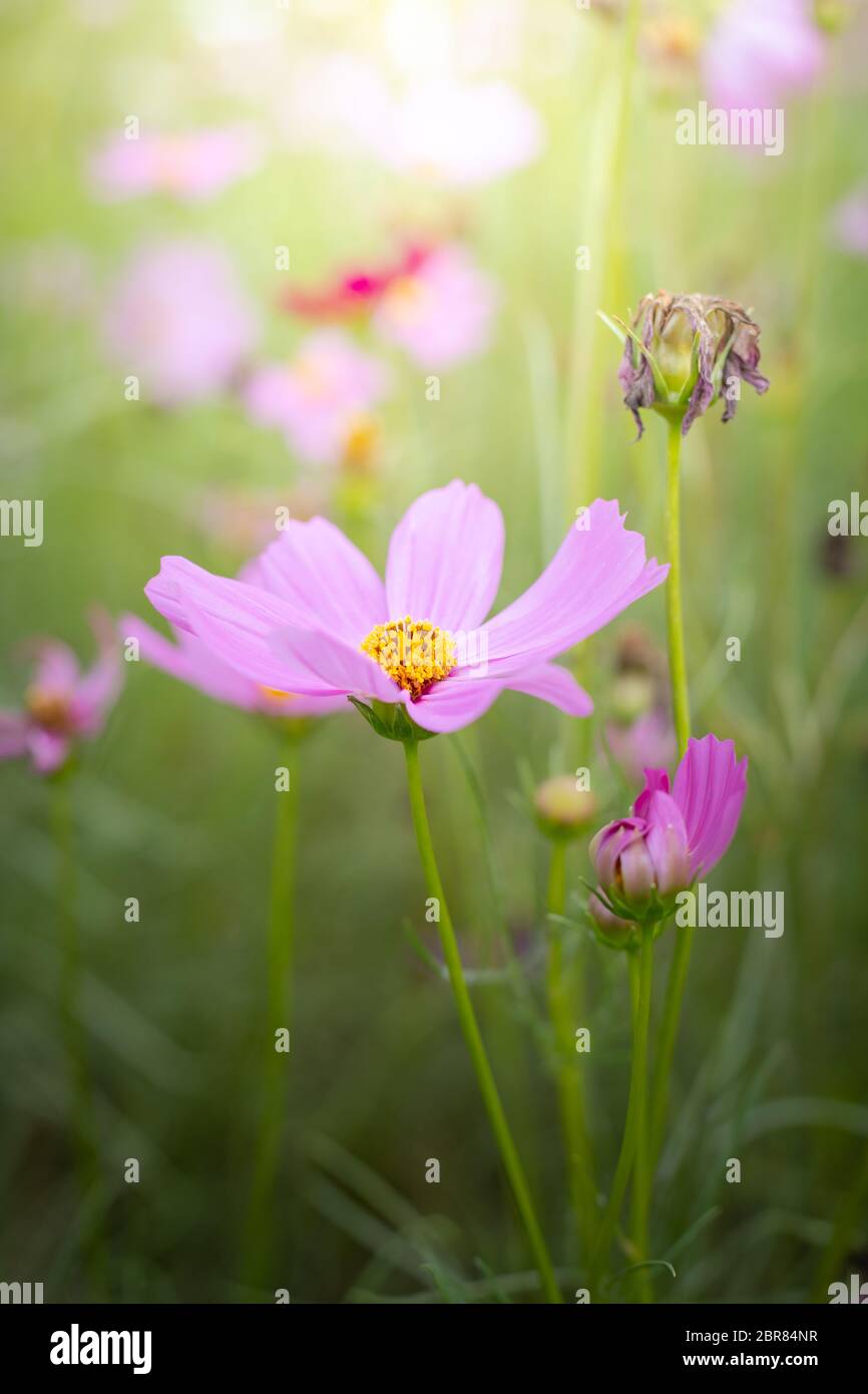 The background image of the colorful flowers, background nature Stock ...