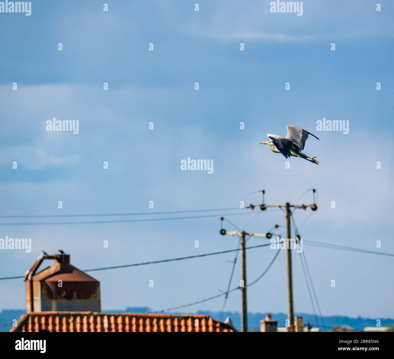 Grey heron, Ardea cinerea, flying over farm buildings, East Lothian, Scotland, UK Stock Photo