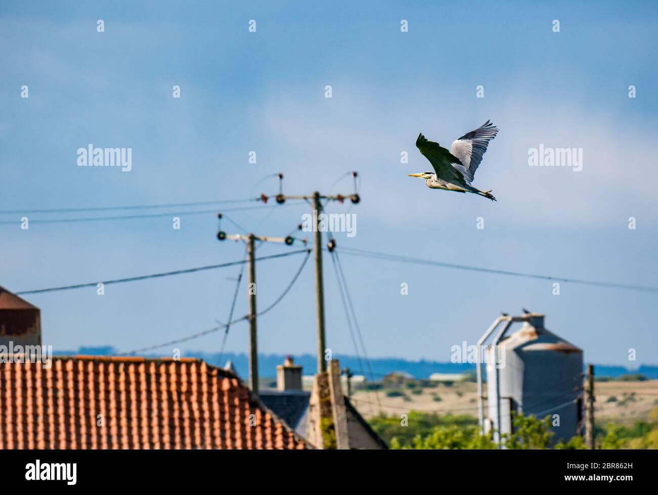 Grey heron, Ardea cinerea, flying over farm buildings, East Lothian, Scotland, UK Stock Photo