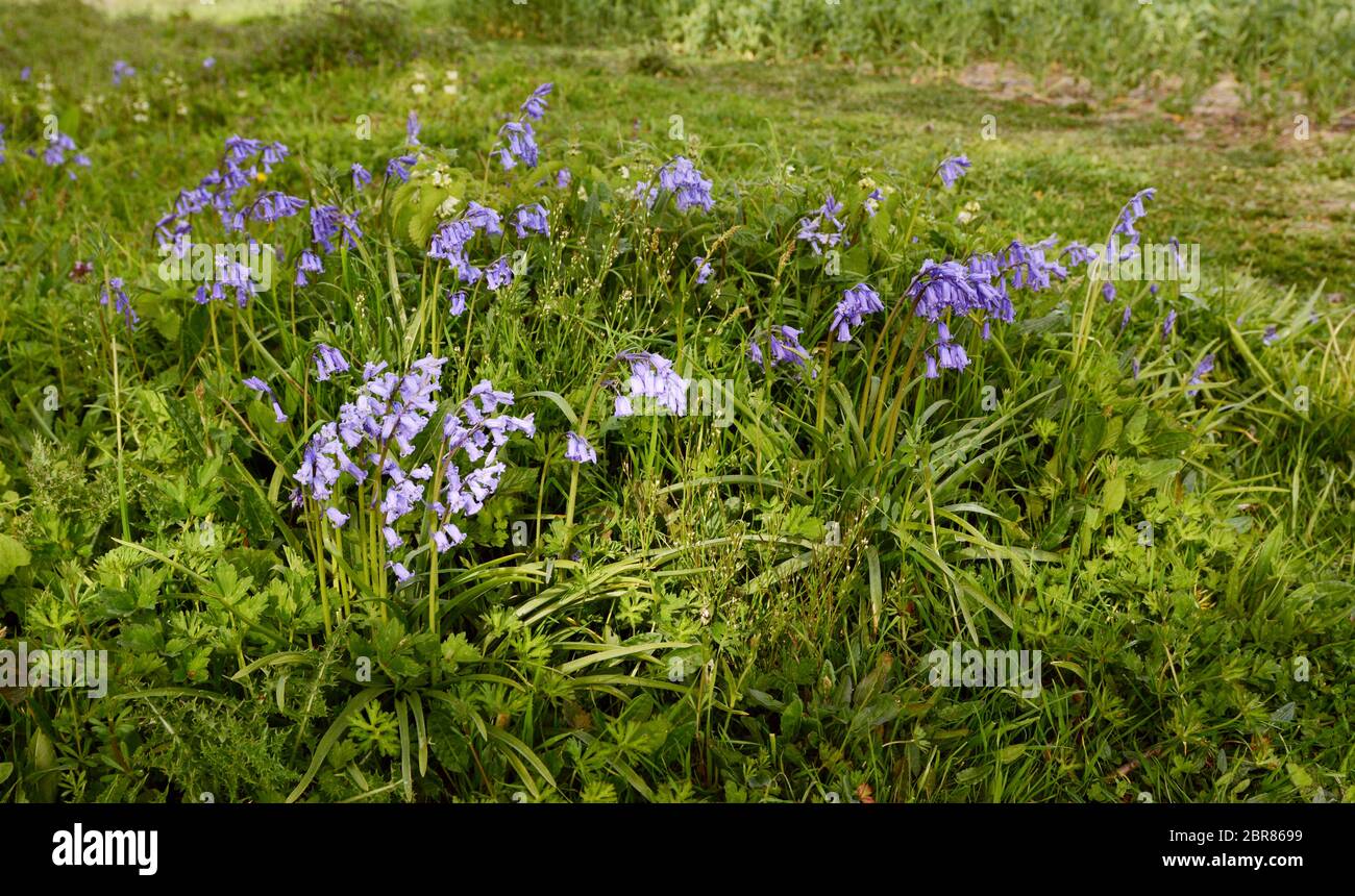 Patch of common bluebells grow in springtime among grass and weeds at the edge of a field Stock Photo