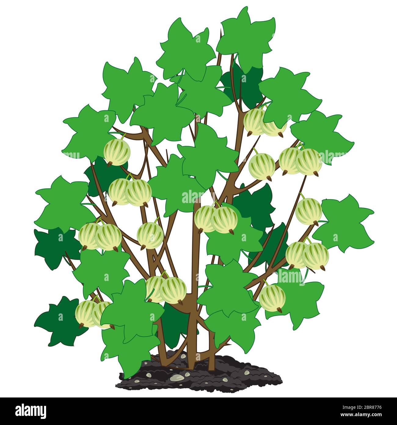 Bush with ripe berry of the gooseberry on white background is insulated