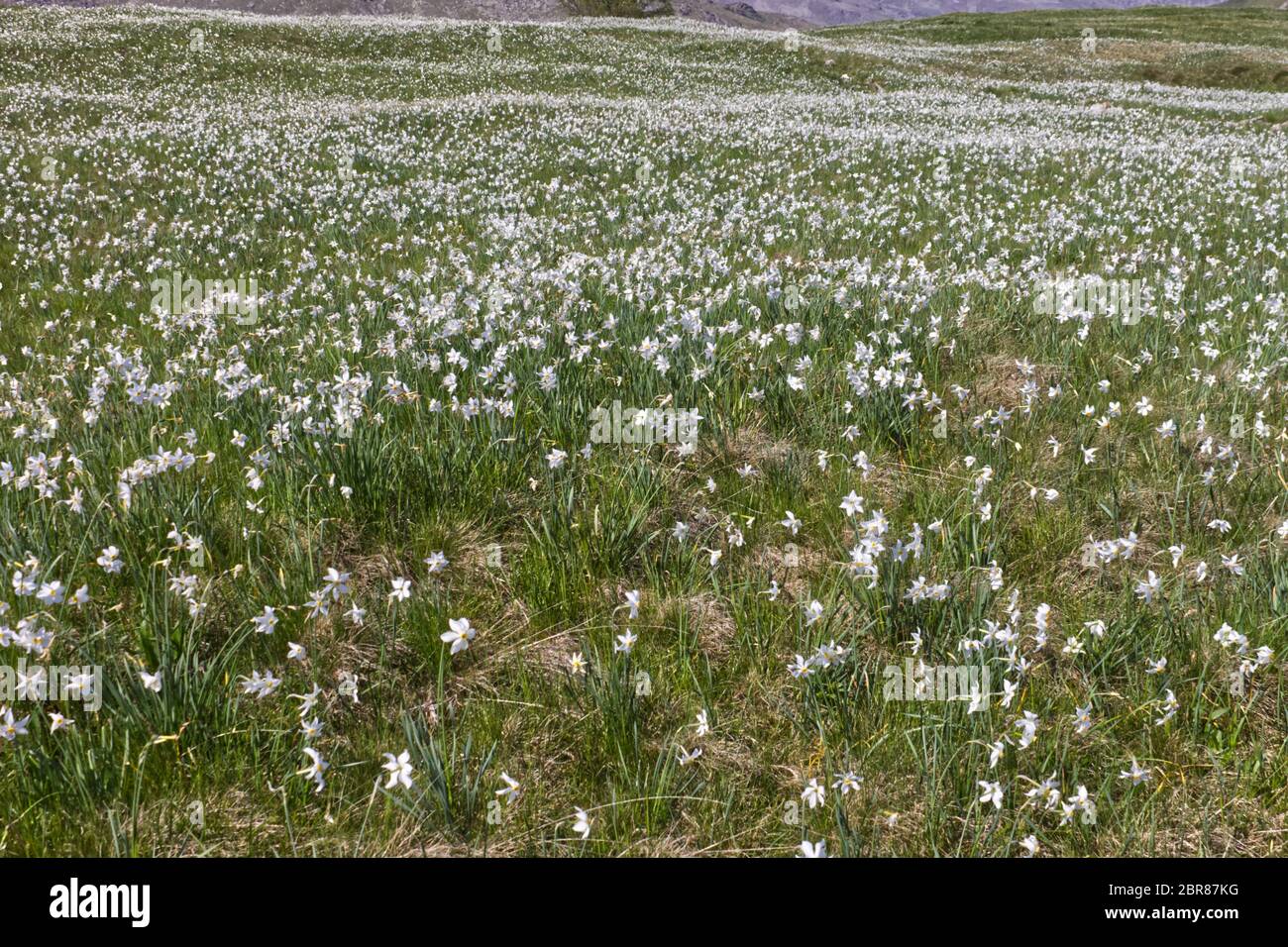 daffodils bloom panorama in the Italian Alps Stock Photo Alamy