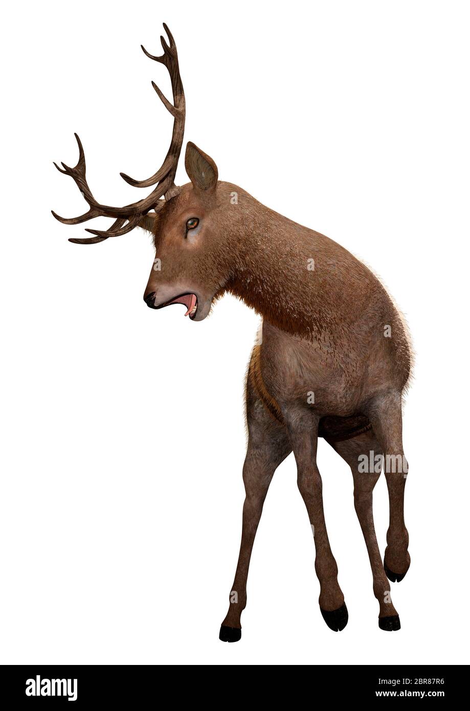 3D rendering of a male deer isolated on white background Stock Photo ...