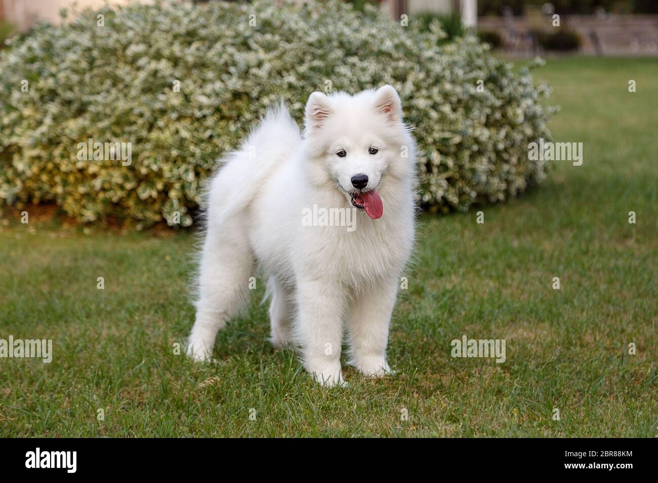 Samoyed store husky puppy