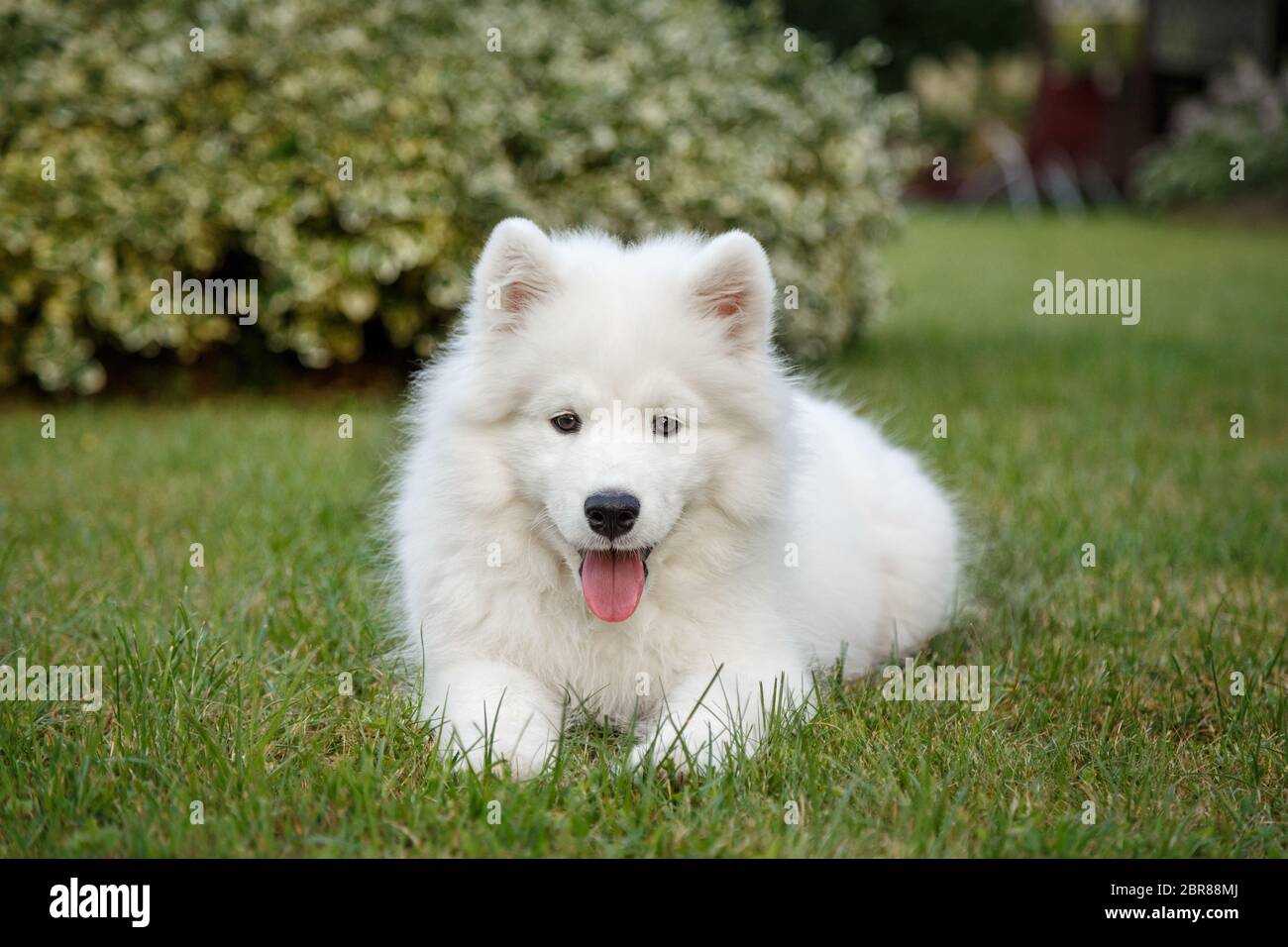 overdrivelse Distrahere Minefelt White puppy Samoyed husky lying on a green lawn Stock Photo - Alamy
