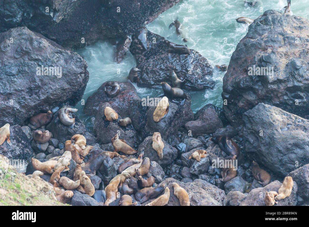 a lot of sea lion on in sea lion cave, Oregon coast,OR,usa. Stock Photo