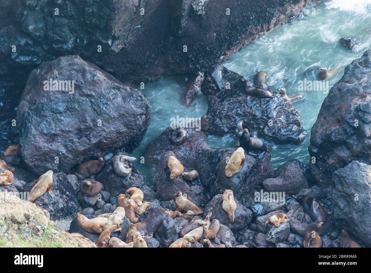 a lot of sea lion on in sea lion cave, Oregon coast,OR,usa. Stock Photo