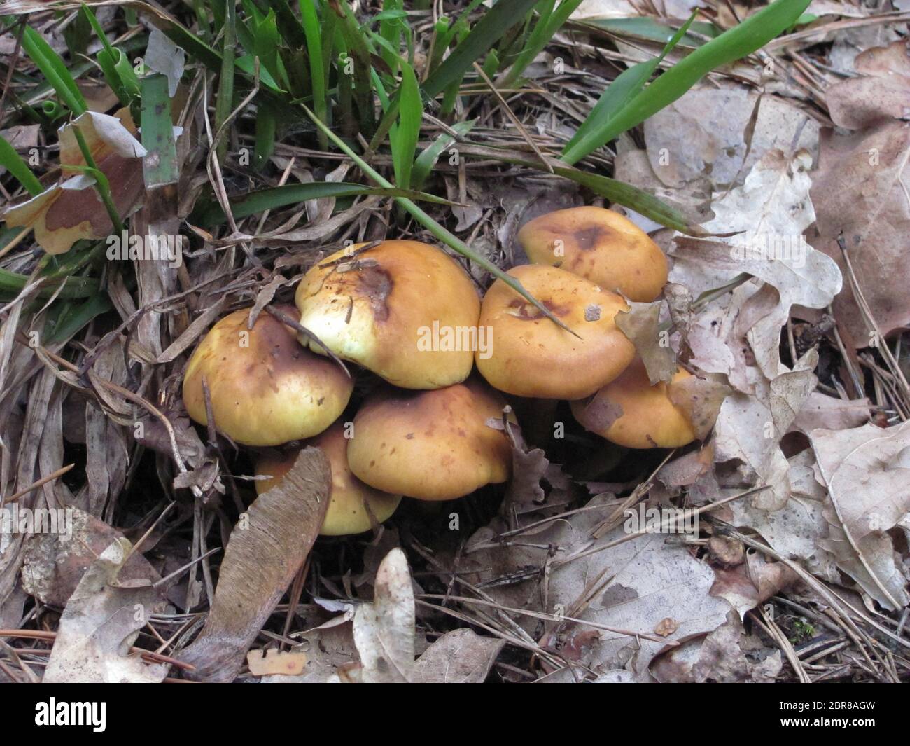 group of light brown mushrooms growing in forest Stock Photo Alamy