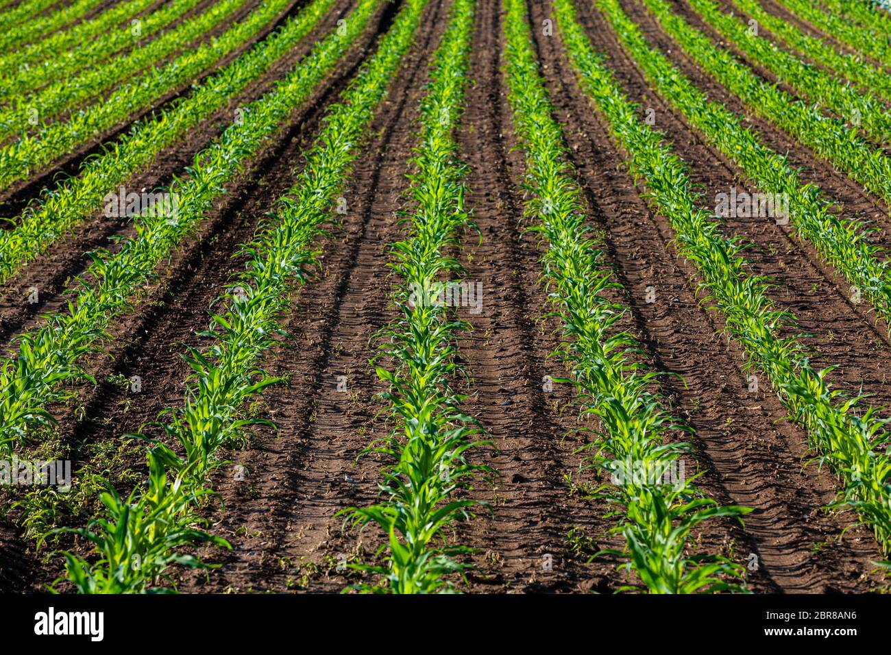 Rows young fresh corn hi-res stock photography and images - Alamy