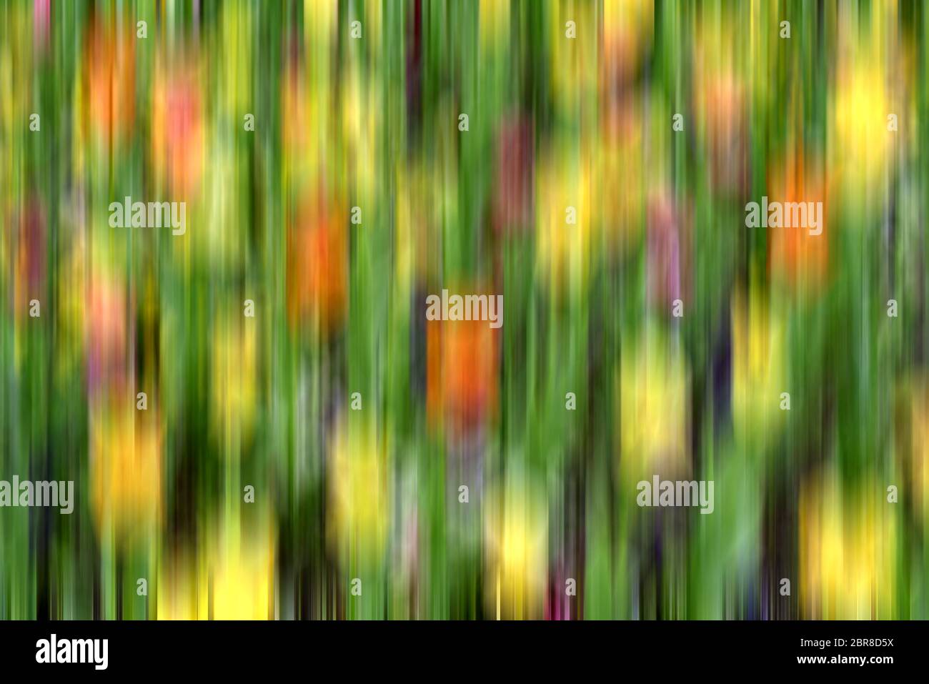 A bed of spring flowers is converted in to a colourful blur Stock Photo