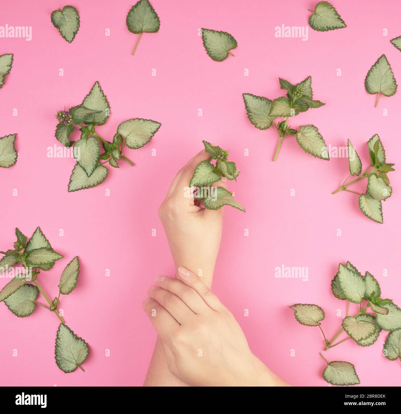 two female hands and fresh green leaves of a plant on a pink background, top view. Concept of natural care cosmetics for skin against wrinkles and agi Stock Photo