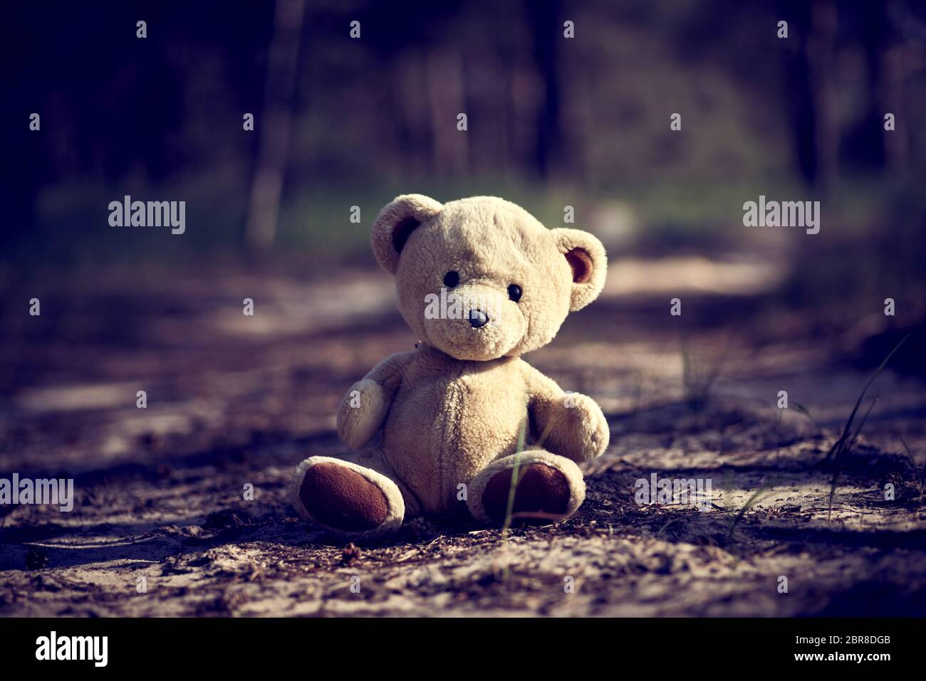 abandoned brown teddy bear sitting in the middle of the forest in the ...