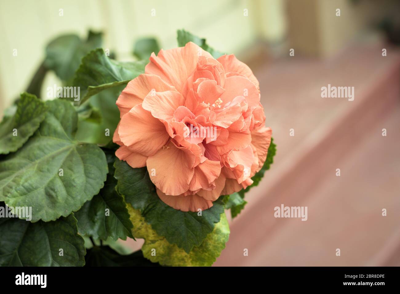 Carnation flower or clove pink (Dianthus caryophyllus), is an herbaceous perennial plant, natural color is pale pinkish purple with no fragrance. It i Stock Photo