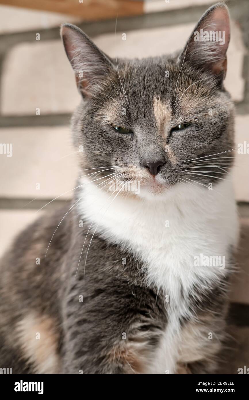 Slumbering cat sits on the brick wall background. Stock Photo