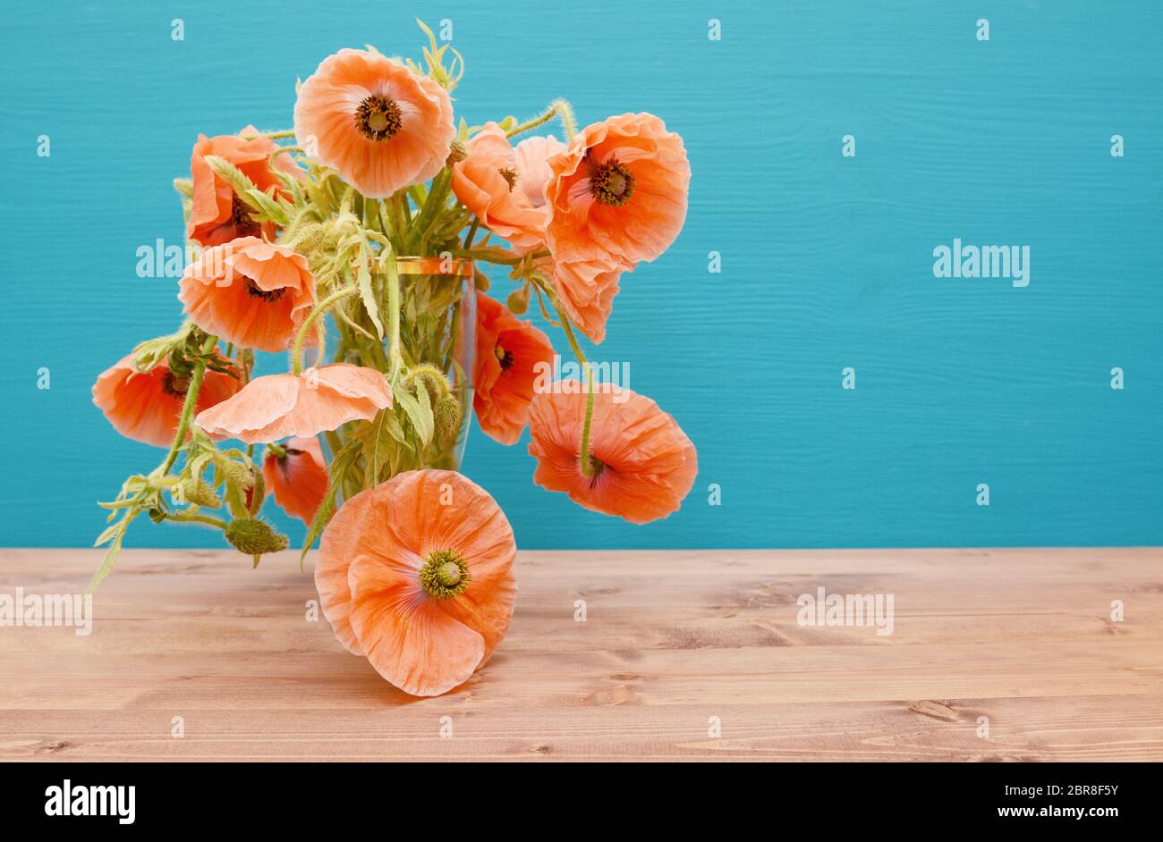 Numerous beautiful cut pink poppies with long winding stems, overflow from a glass vase on a wooden table, against a painted turquoise background Stock Photo