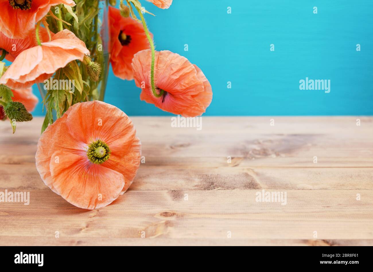 Detail of pink poppies with soft petals cascading from a glass vase on winding stems. Copy space on turquoise background and wooden table. Stock Photo