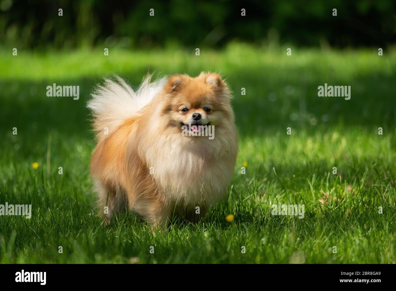 A little Pomeranian out in the nature Stock Photo