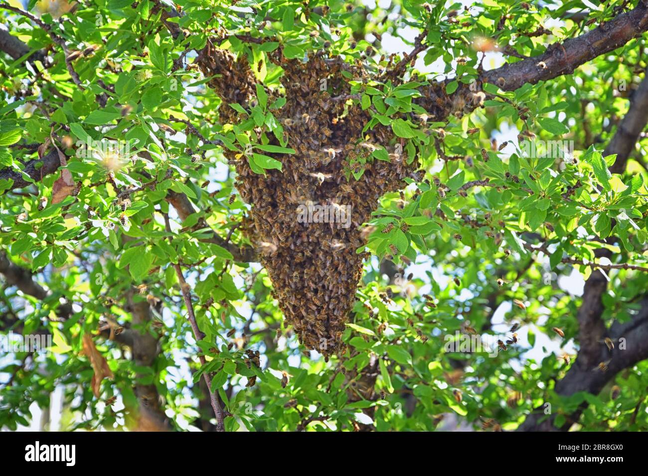 Africanized honey bees hi-res stock photography and images - Alamy