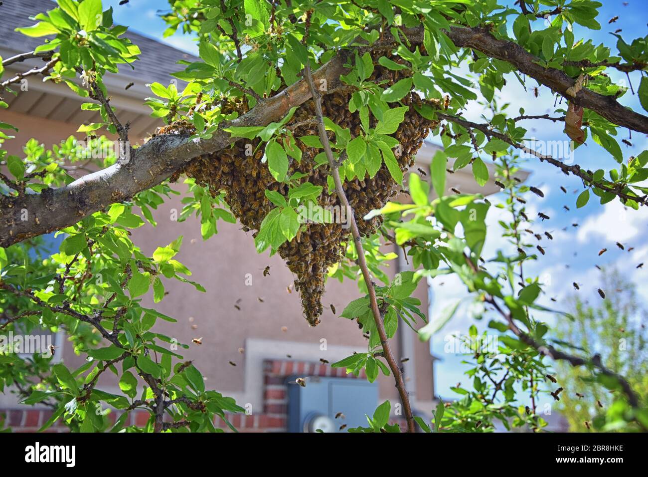Swarm of Honey Bees, a eusocial flying insect within the genus Apis mellifera of the bee clade. Swarming Carniolan Italian honeybee on a plum tree bra Stock Photo