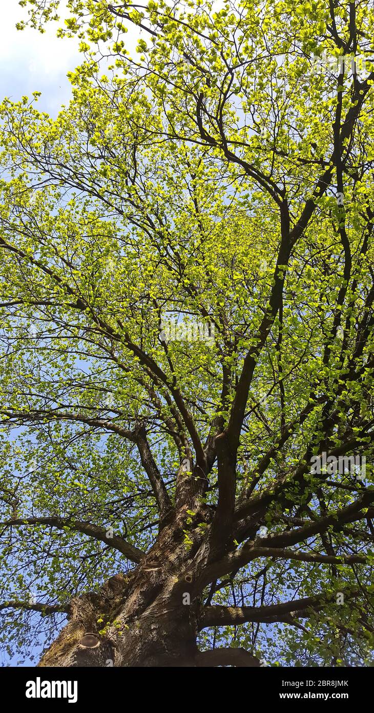 Photographed tree against the blue sky Stock Photo - Alamy
