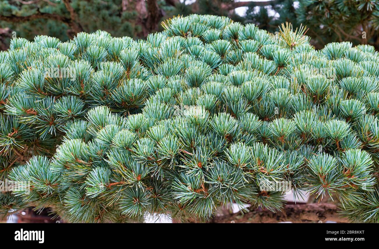 The view of the formed crown of pinus parviflora Negishi in the Japanese garden. Japan Stock Photo